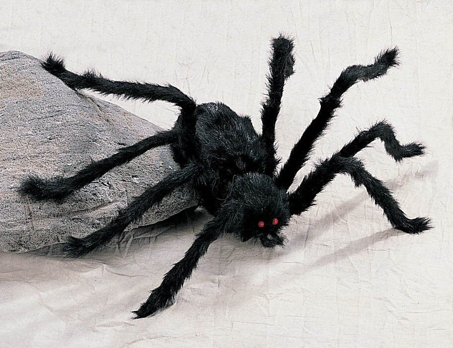 Black Spider Hairy Medium
