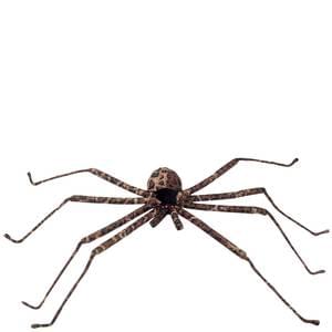 25" Brown Spider