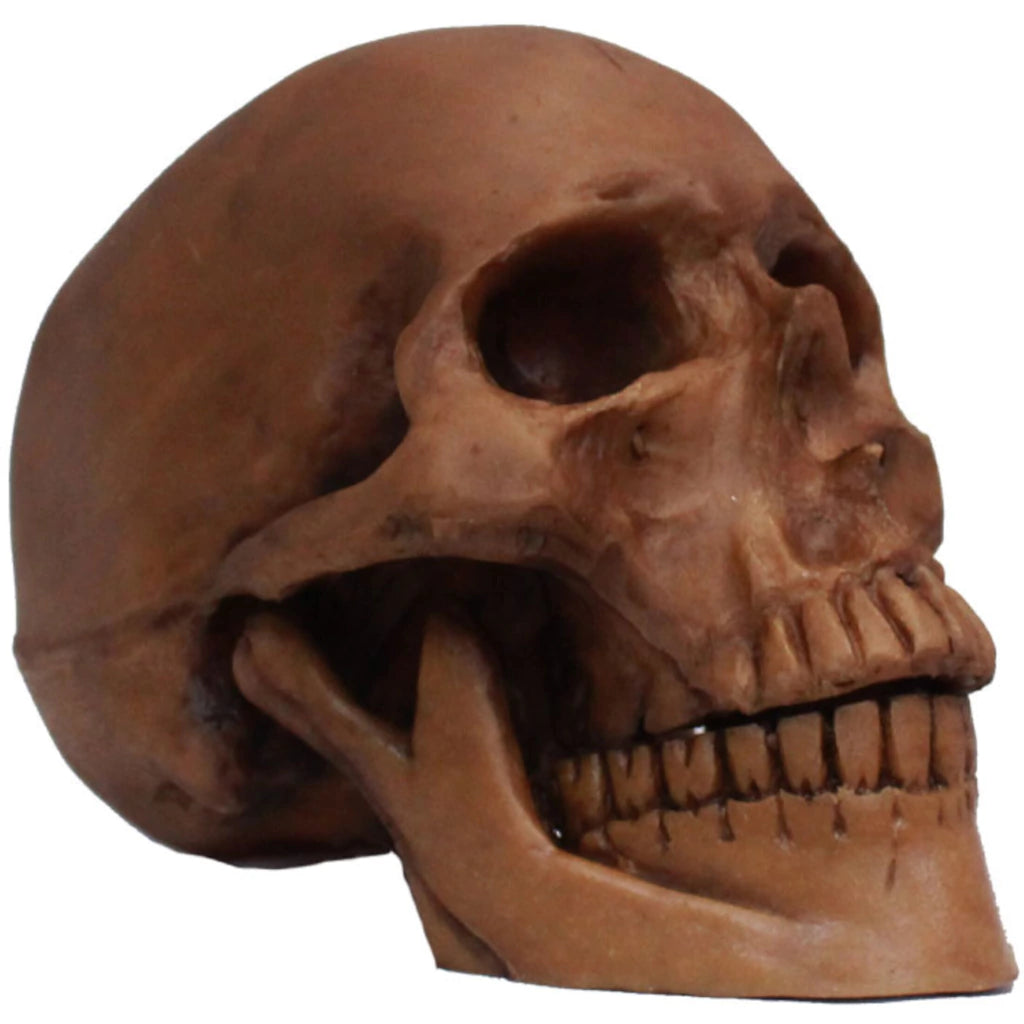 Resin Cranium Skull Prop Ghoulish