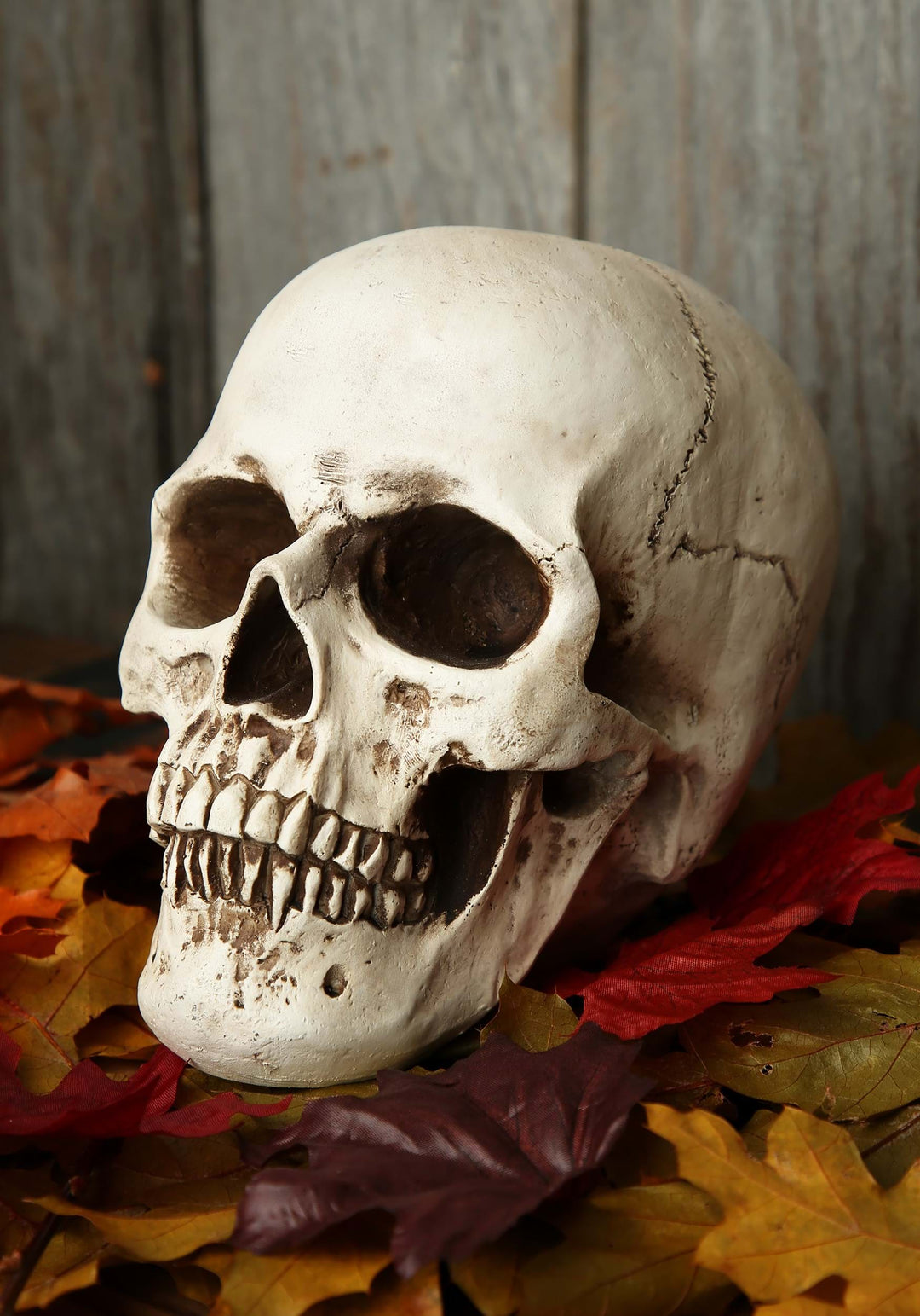 Resin Skull Prop