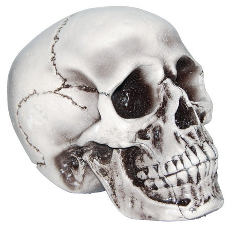 Realistic Skull