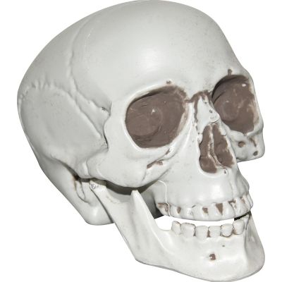 7" Realistic Plastic Skull