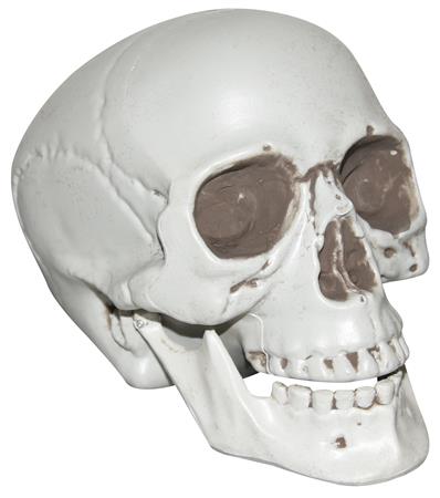 7" Realistic Plastic Skull