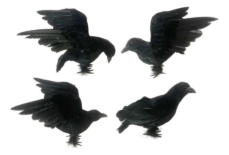 Black Feathered Crow